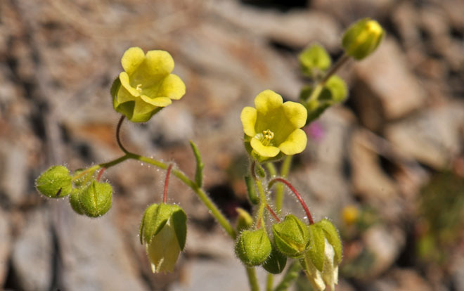 Emmenanthe penduliflora, Whisperingbells